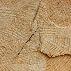 Douglas Fir Joists(15 panels)