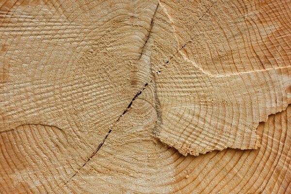 Douglas Fir Joists(15 panels)