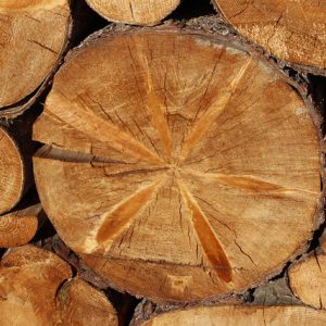 Spruce Plywood(15 panels)