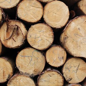 Siberian Larch Cladding(15 panels)